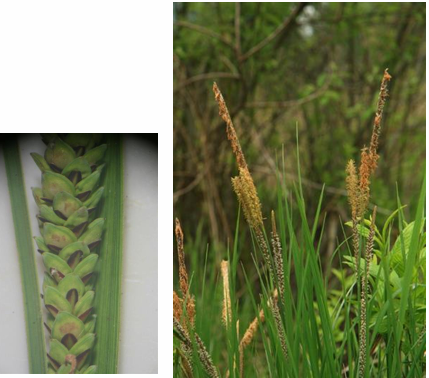 <p>sedge</p>