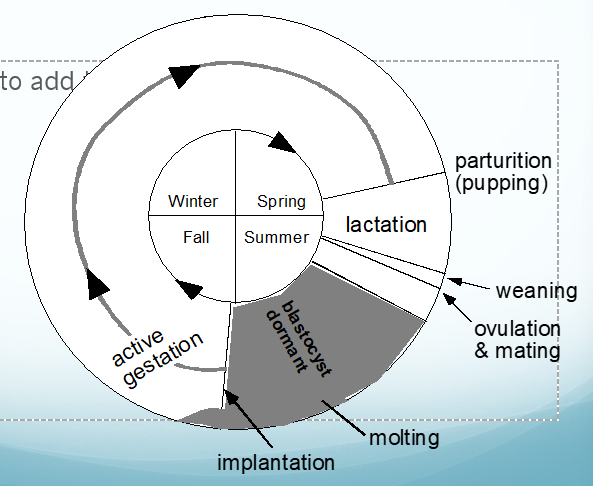 <p>describe in general the reproductive cycle of</p><ul><li><p>fall - spring</p></li><li><p>spring - summer</p></li><li><p>summer</p></li><li><p>summer - fall</p></li></ul><p></p>