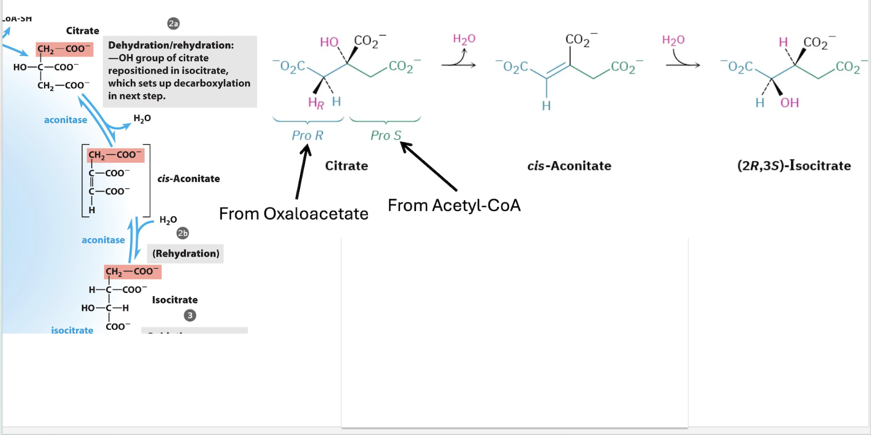 <p>Prochiral tertiary alcohol is converted</p><p>to a chiral secondary alcohol</p><p>• Isomerization occurs in two steps</p><p>both catalyzed by the same enzyme</p><p>• Dehydration takes place on the pro-R</p><p>arm of citrate</p>
