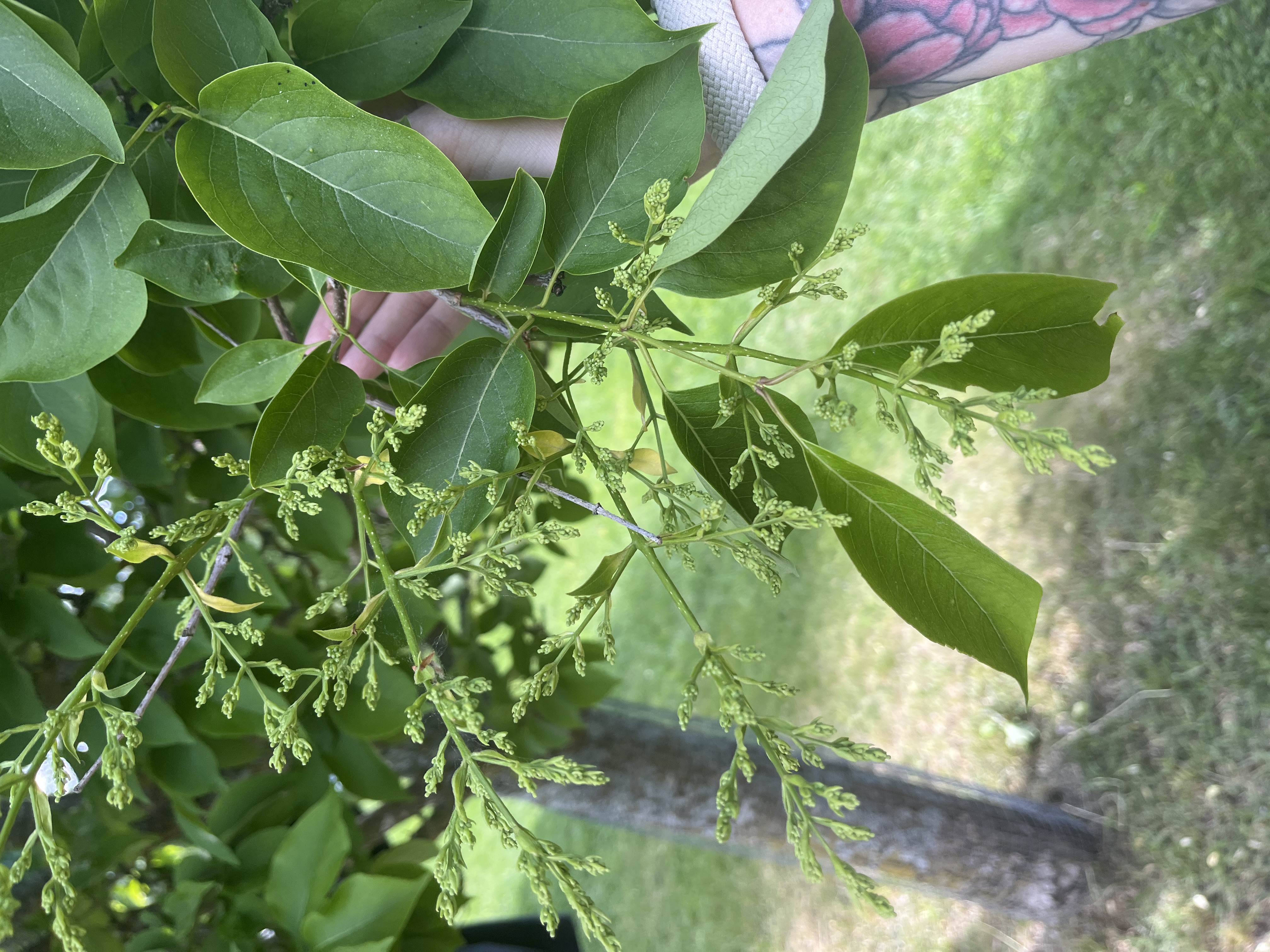 <p>Syringa reticulata </p>