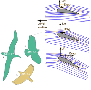 <ul><li><p>Lift is produced by wings </p></li><li><p>if trailing edge of wing is pointed down (large angle of attack), air does not move along entire wing surface</p><ul><li><p>air swirls at the back of wing, causing more drag and loss of lift (aerial stall)</p></li><li><p>to perch, birds adjust wing angle to create an aerial stall</p></li></ul></li><li><p>wing shape also influences lift (high aspect ratio wings produce more lift)</p></li></ul><p></p>