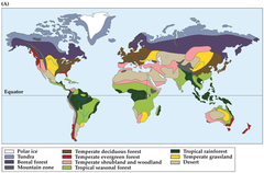<p>Geographic regions with organisms that have similar adaptations</p><p>- Defined by temperature and rainfall</p><p>- No sharp boundaries</p><p>- Distribution controlled by climate and disturbance</p>