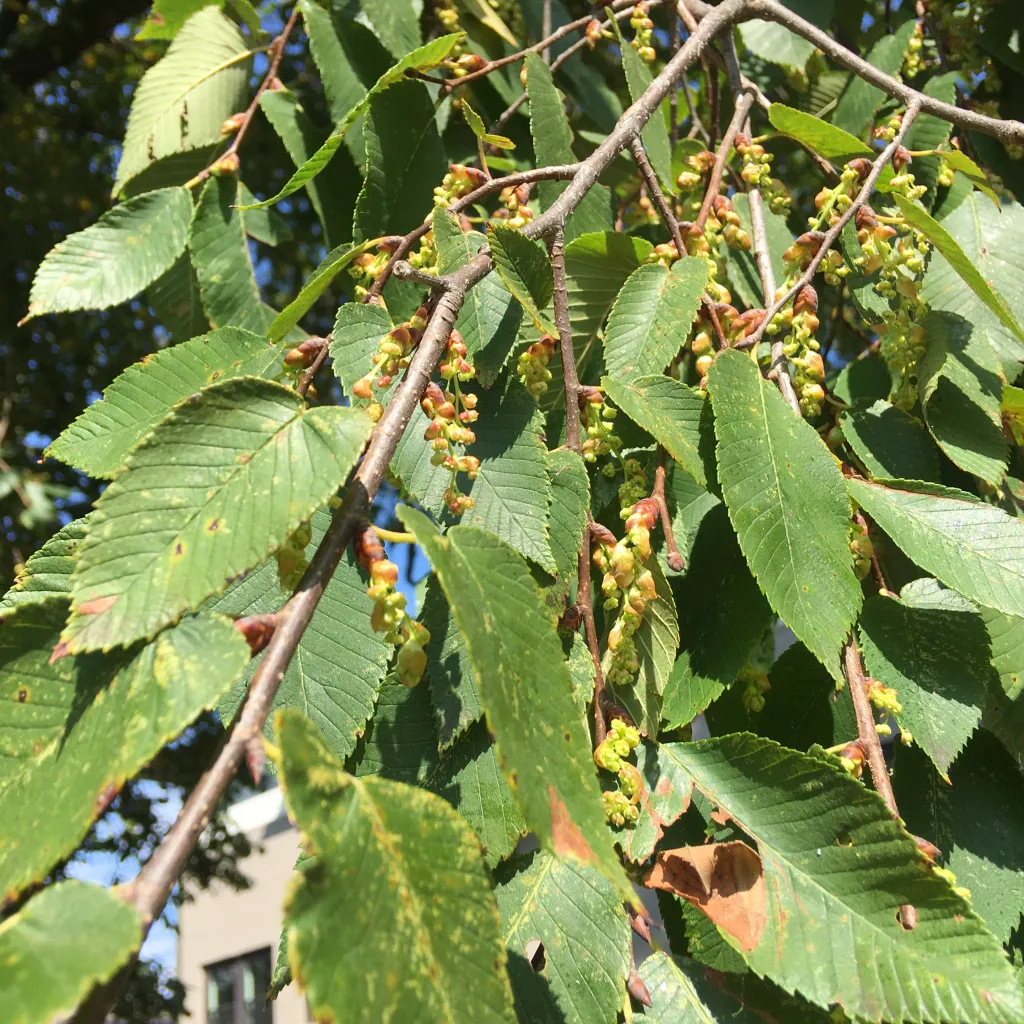<p>native to Craighead CO</p><p>only Elm that flowers in Fall</p><p>samaras ripe in Oct.</p><p>leaves very similar to American/Slippery Elm</p>
