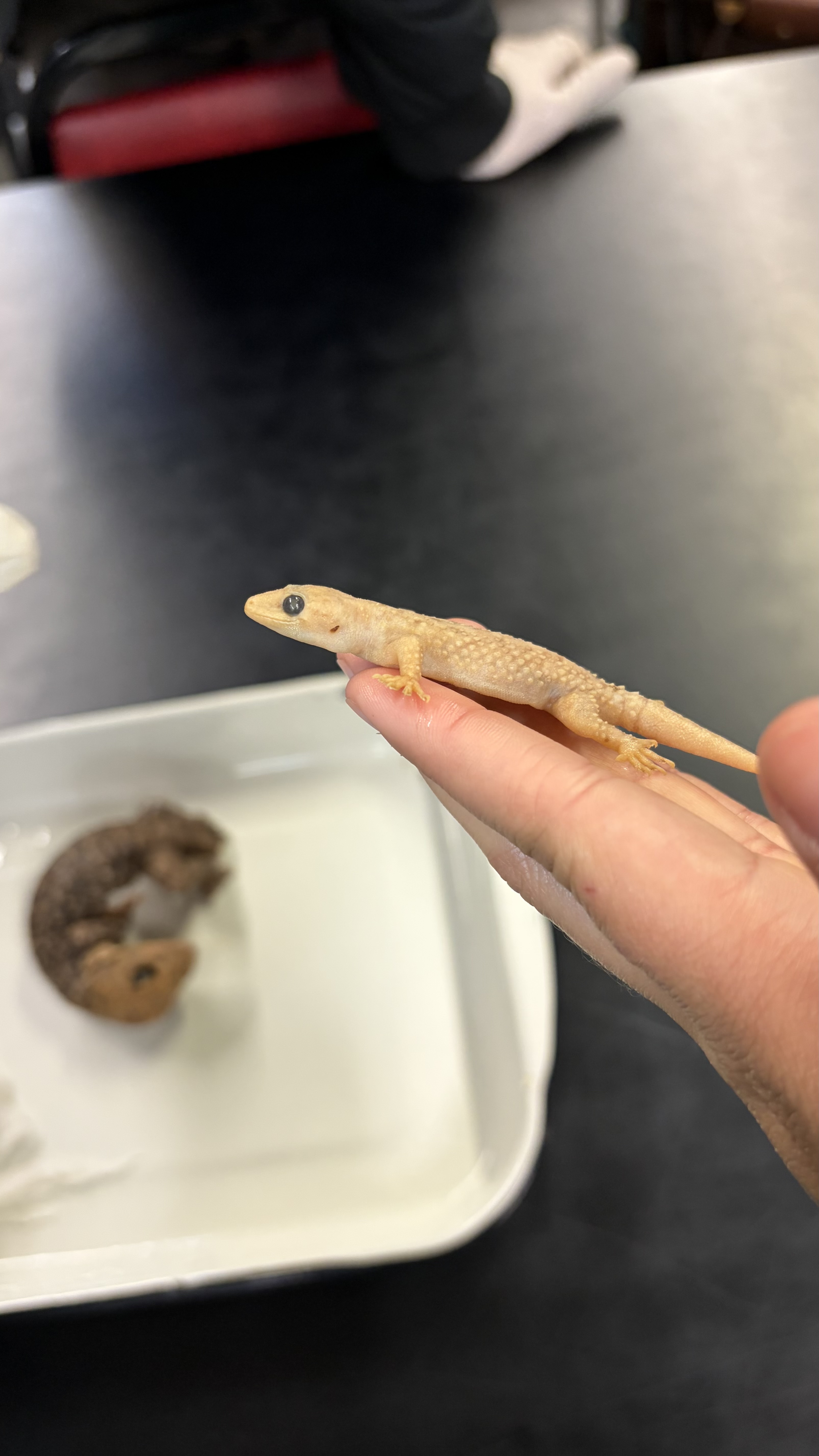 <ul><li><p>Order Squamata</p><ul><li><p>Clade Gekkota</p><ul><li><p>Gekkonidae</p><ul><li><p><em>Hemidactylus turcicus</em></p></li></ul></li></ul></li></ul></li></ul><p></p>