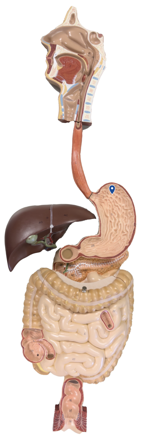 <p>Name this region of the stomach</p>