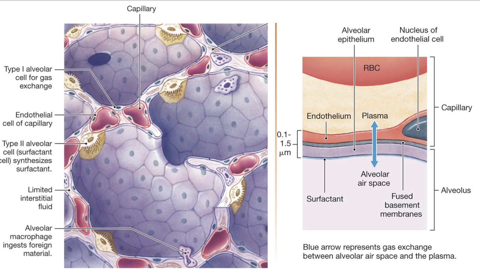 <p>involved in gas exchange</p>
