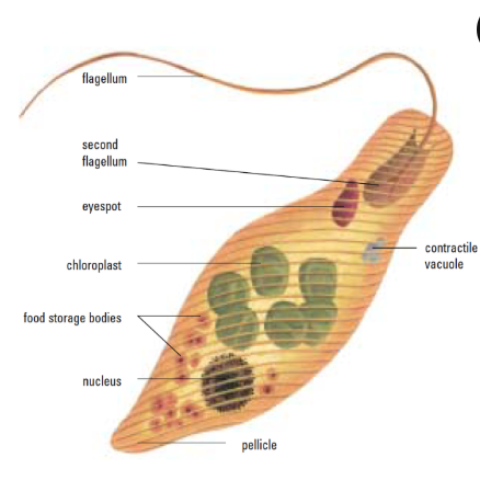 <p>Propels itself through the water by means of its flagellum.</p><p>Euglena obtains its nourishment in more than one way. In sunlight it is fully autotrophic, using its chloroplasts to produce sugars through photosynthesis.</p><p>In the dark, the organism begins to lose its chlorophyll and feeds as a heterotroph on dead organic material in the water.</p>