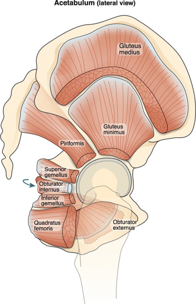 <p>inferior gemellus</p>