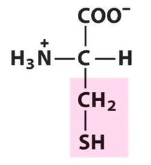 <p>Cysteine polarity</p>