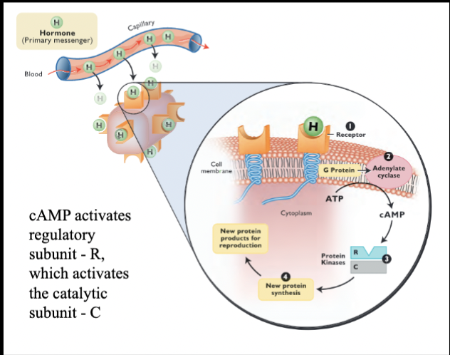 <ol start="4"><li><p>Synthesis of new products</p></li></ol><ul><li><p>generally secreted</p></li><li><p>specific functions that enhance reproductive processes</p><ul><li><p>FSH and LH bind to follicle cells - synthesis of estradiol</p></li><li><p>steroids simply diffuse through plasma membrane</p></li></ul></li></ul><p></p>