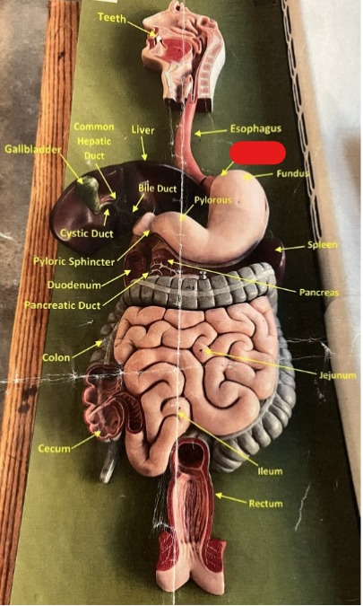 <p>Digestive System</p>
