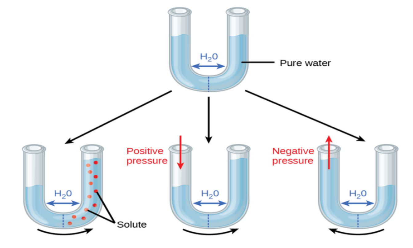 <p>What are some rules about water potential?</p>