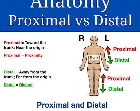 <p>Closer to the trunk or point of attachment. Opposite of Distal</p>