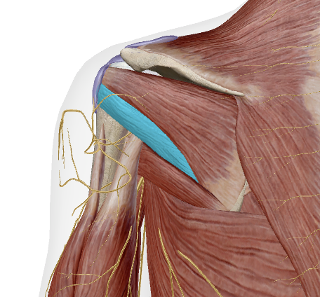 <p>Muscle, Innervation, Action </p>