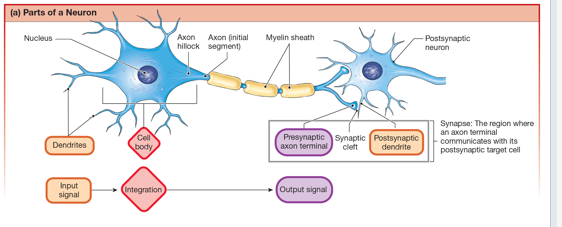 <p>beginning of axon between hillock and first myelin sheath</p>