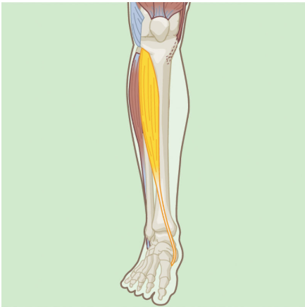 <p>Anterior Tibialis: Concentric Function</p>