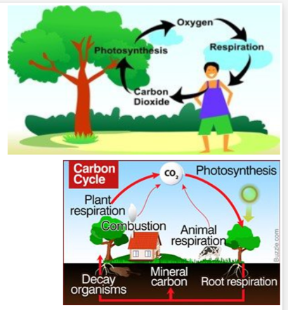 <p>Explain the carbon cycle </p>