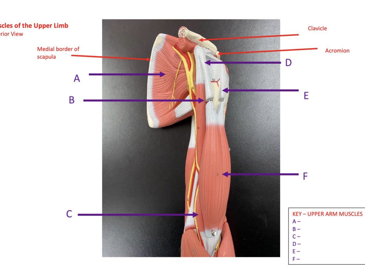 <p>Identify each labelled structure in the image (Upper Arm Muscles Anterior View)</p>