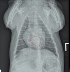<p>What structure sits here in the VD view? How can you tell it is enlarged?</p>