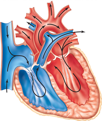 <p>The closure of heart valves</p>