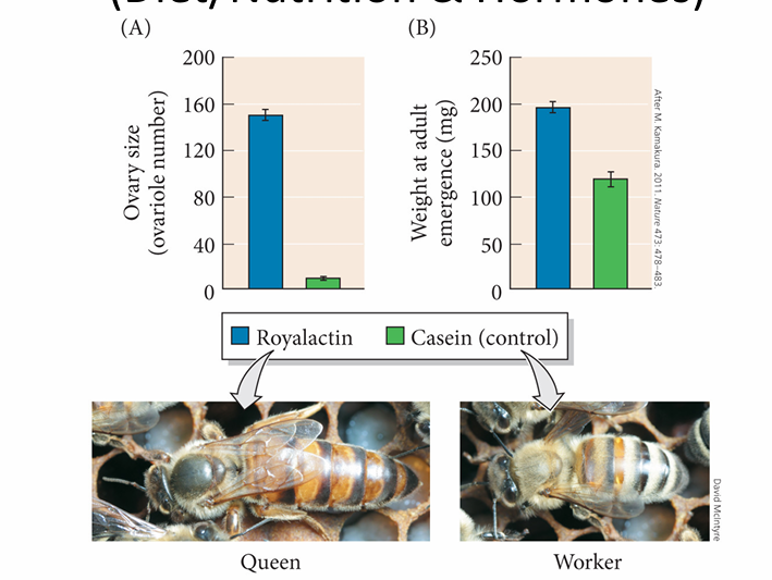 <p>contains Juvenile Hormone Royalactin</p><ul><li><p>upregulates reproductive organ development</p></li><li><p>causes queen bee</p></li></ul><p></p>