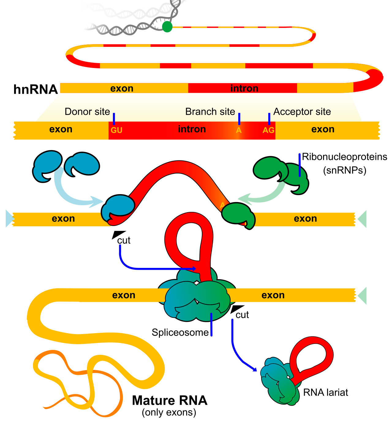 <p>Introns</p>
