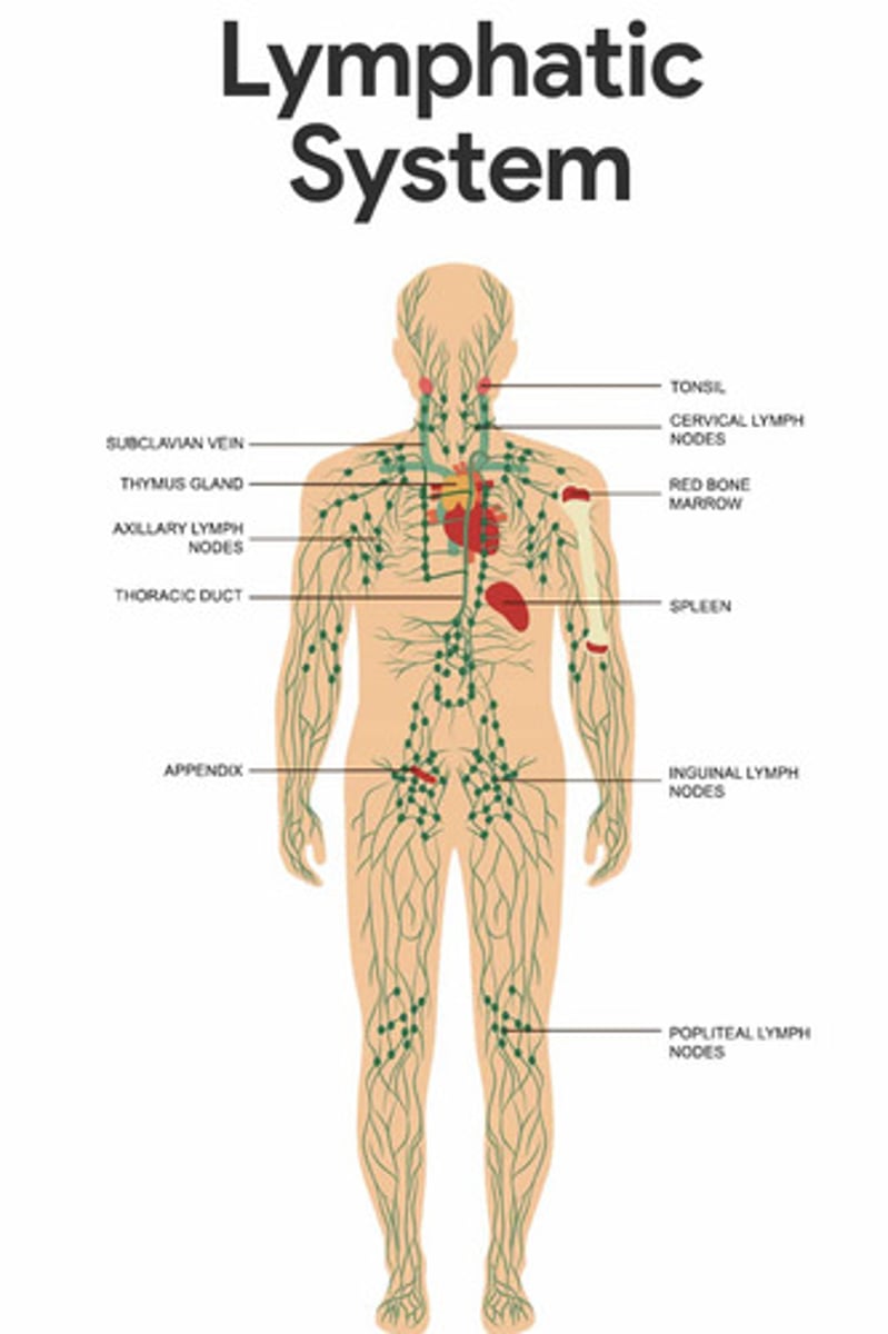 <p>lymphatic vessels, lymph nodes, thymus, spleen, bone marrow, tonsils, lymph</p>