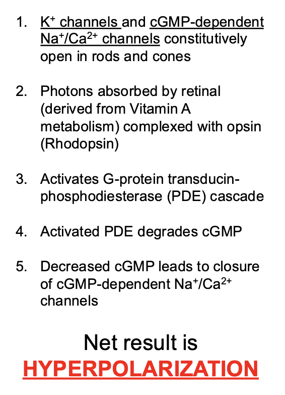 <p>6 steps of phototransduction</p>