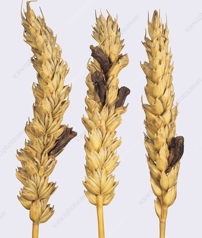 <p>= zwarte sporenkapsels van Claviceps purpurea in korenhalmen, zorgt voor verkramping van spieren in darmen en slagaders -> verminderde doorbloeding en uiteindelijk afsterven van ledematen</p><p></p>
