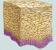 <p>Epithelial tissues location and purpose: Stratified squamous epithelium</p>