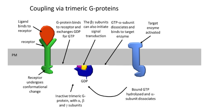 <p>G-protein coupled receptors- binding of a ligand causes a <strong>conformational change</strong> in the receptor, which activates a <strong>trimeric G protein intermediate</strong>, activating an enzyme in turn</p><ul><li><p>these receptors have <strong>7 </strong>transmembrane alpha helix domains which bundle up</p></li><li><p>the N-terminus and extracellular loops bind the ligand, which causes a conformational change in the C-terminus and cytoplasmic loops, allowing them to interact with a <strong>GDP-bound G-protein</strong></p></li><li><p>this changes its conformation so that it binds <strong>GTP </strong>(active)</p></li><li><p>the <strong>alpha subunit </strong>dissociates and binds to a <strong>target enzyme </strong>(eg. PLC), and hydrolyses the GTP to <strong>activate </strong>it</p></li><li><p>the other two subunits can also initiate signal transduction</p></li></ul><p></p><p>example:</p><ul><li><p>in <strong>cAMP </strong>signalling, <strong>adrenaline </strong>is secreted from the adrenal medulla into the bloodstream in response to stress</p></li><li><p>this binds to G-protein coupled receptors (<strong>sigmoidal </strong>binding) on the surface of muscle, liver and adipose cells</p></li><li><p>this causes the activation of <strong>adenylate cyclase</strong>, which produces <strong>cyclic AMP</strong></p></li><li><p>this binds + activates <strong>protein kinase A</strong> (PKA), and releases it to <strong>phosphorylate phosphorylase kinase</strong></p></li><li><p>this in turn <strong>phosphorylates glycogen kinase </strong>which initiates <strong>glycogenolysis</strong></p></li><li><p>PKA also phosphorylates the receptor itself, inactivating + <strong>desensitising </strong>it</p></li></ul><p></p><p>example:</p><ul><li><p>in the <strong>inositol</strong> signalling pathway, the activated<strong> G protein</strong> is what activates the <strong>PLC </strong>(not in fertilisation)</p></li><li><p>this triggers <strong>calcium-induced calcium release</strong> to regulate many different factors</p></li></ul><p></p>