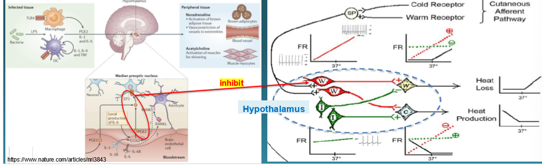 <p>Step 6: Physiological response (Set-point is raised)</p><ul><li><p>Vasoconstriction</p></li><li><p>Shivering</p></li><li><p>Behavioral changes</p></li></ul><p>=> Fever develops</p><p></p>