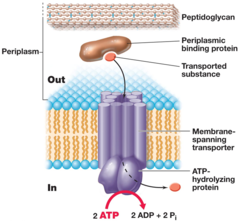 <p>binding proteins are involved and energy comes from ATP</p><p>- binding protein + transported substance</p><p>- ATP-hydrolyzing protein</p><p>break part of ATP to make</p><p>- ADP → provides spring of energy</p>