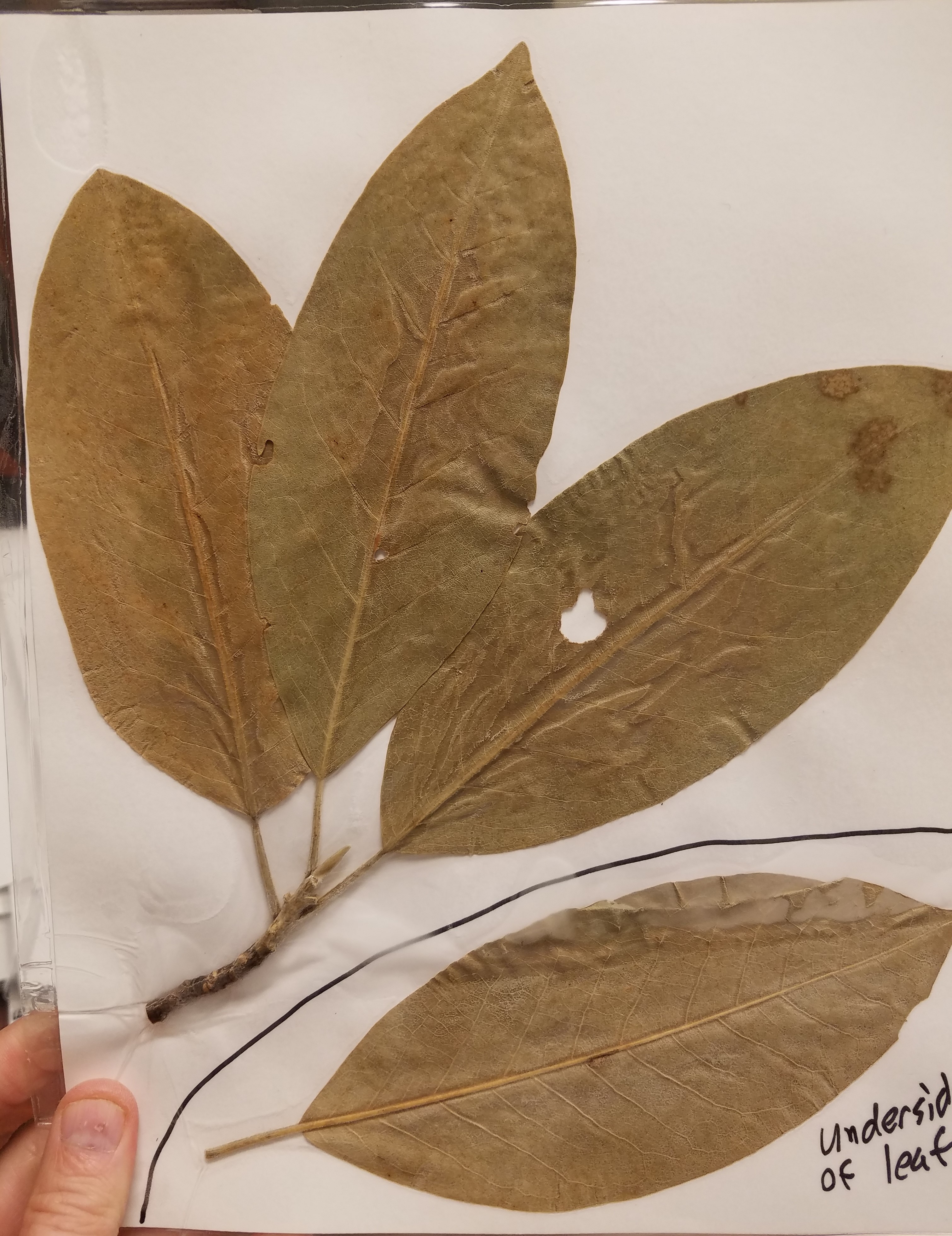 <p>What is the common name?</p>