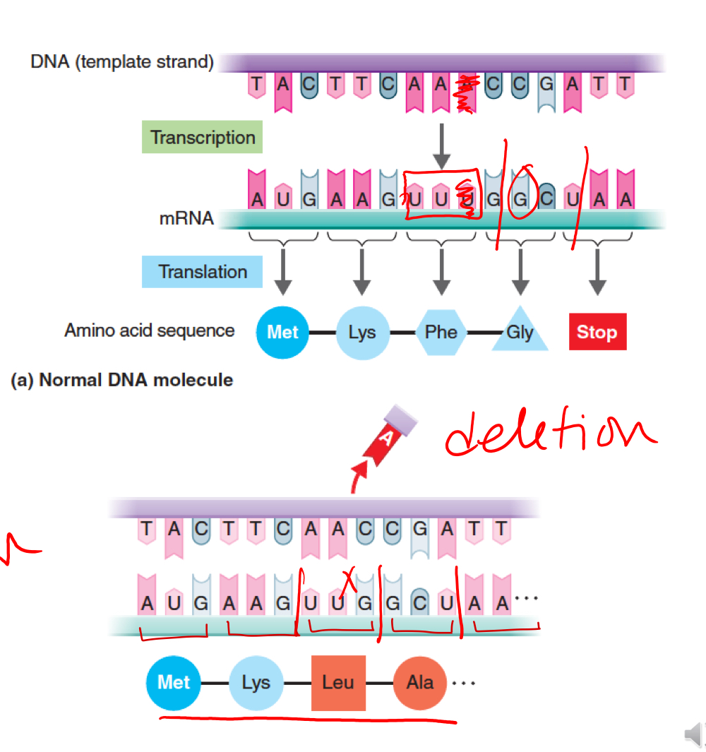 <p>What type of mutation is depicted ?</p>