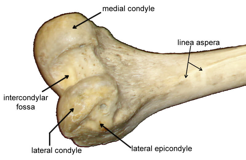<p>Define the transepicondylar axis, the primary reference for setting femoral component rotation.</p>