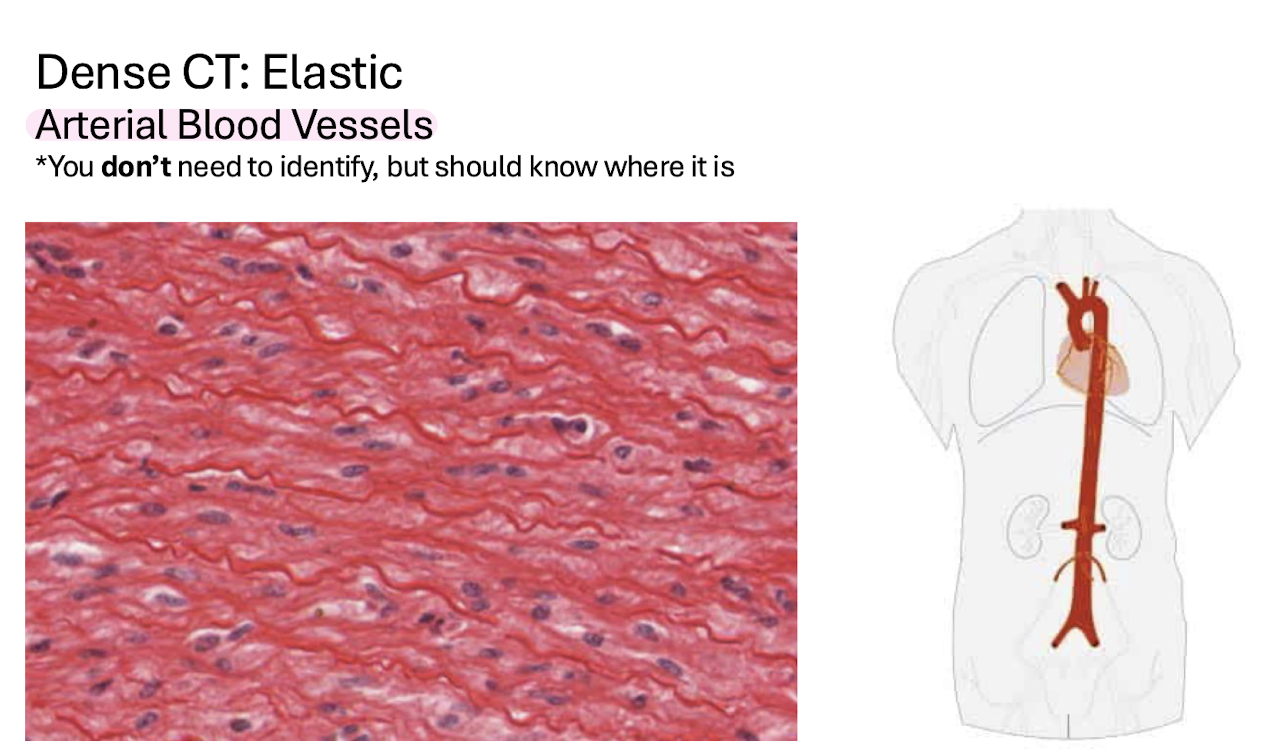 <p>Arterial Blood Vessels</p>