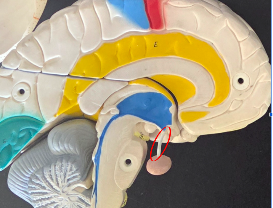 <p>Infundibulum</p>