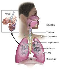 <p>identify trachea, pharynx, larynx, bronchi, bronchioles &amp; alveoli; in what order does air pass through them?</p>