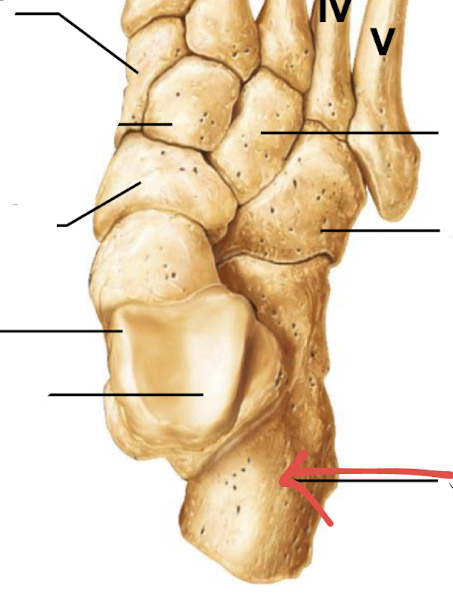 <p>what is this part of the foot?</p>
