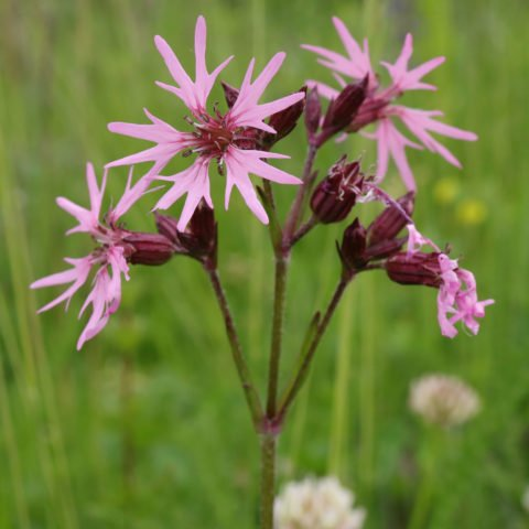 <p>silène fleur de coucouli </p>