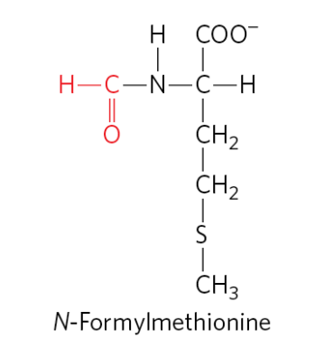 <ol><li><p>fMet-tRNA^fMet inserts N-formylmethionine (fMet) at the amino-terminal end (start of the protein) in response to the (5’)AUG initiation codon. </p></li><li><p>Met-tRNA^Met inserts methionine in interior positions of a protein in response to interal (5’) AUG codons</p></li></ol><p></p>