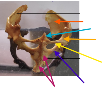 <p>Name of the yellow arrow </p>