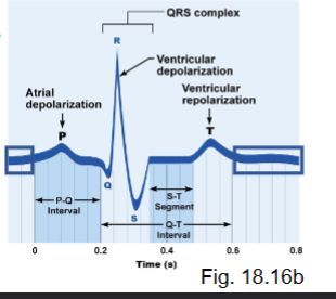 <ul><li><p>heart at rest (contractile muscle cells at rest)</p></li></ul><p></p>