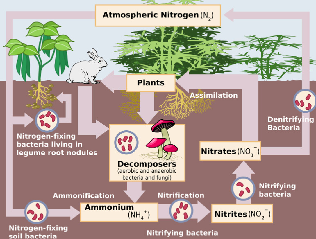 <p>Nitrogen fixation, ammonification, nitrification, denitrification</p>
