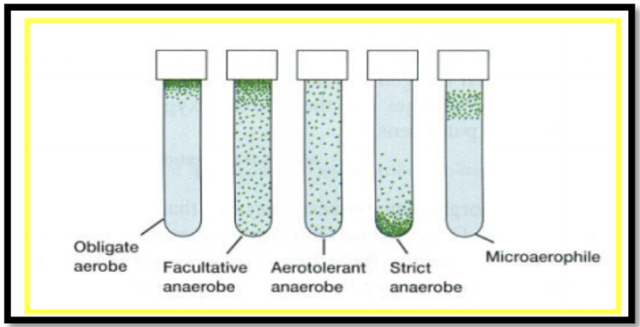 <p><span style="font-size: medium;">Obligate aerobe microbes live best</span></p><p><span style="font-size: medium;">a.</span> in an anaerobic environment</p><p>b. where atmospheric oxygen is present</p><p>c. when no oxygen is present</p><p>d. with or without the presence of oxygen</p>