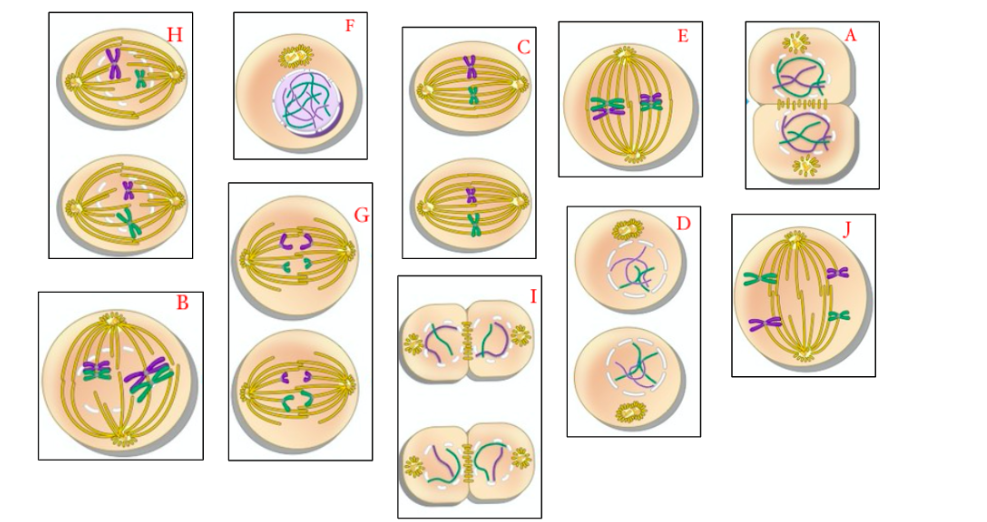 <p>put these steps in order : first one </p>