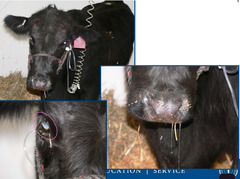 <p>This cow has a head tilt, corneal edema, decreased lip tone, loss of the levator nasolabialis muscle function, has depressed consciousness and the owner says the cow will sporadically walk and circle. Thoughts?</p>