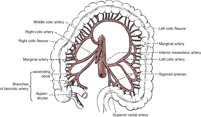 <p>What are the branches of the inferior mesenteric artery?</p>