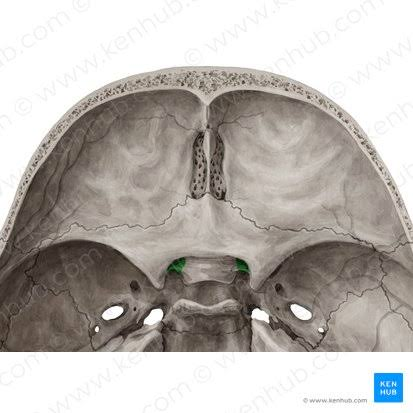 knowt flashcard image